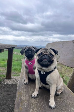 Lotte und Frida